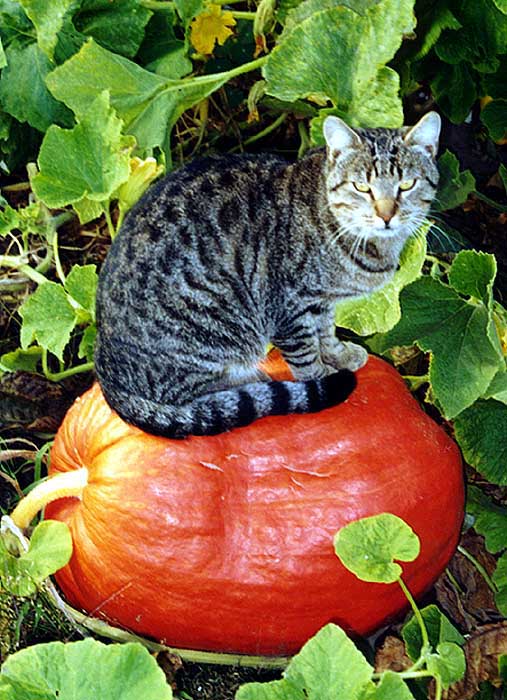 Strážca