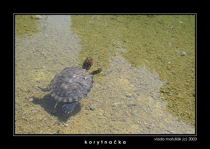 <font color=green>...<b> korytnačka </b>...</font>