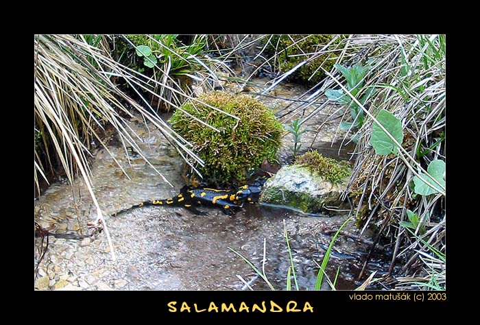 salamandra