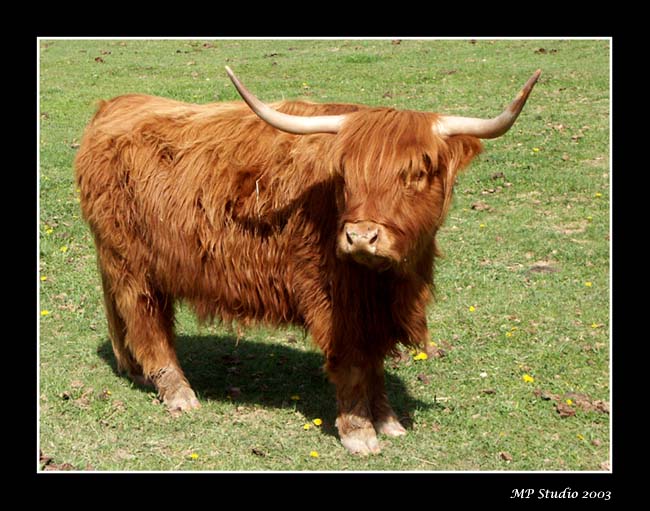 texas v okr. Ceska Lipa I.