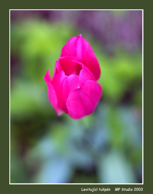 levitující tulipán