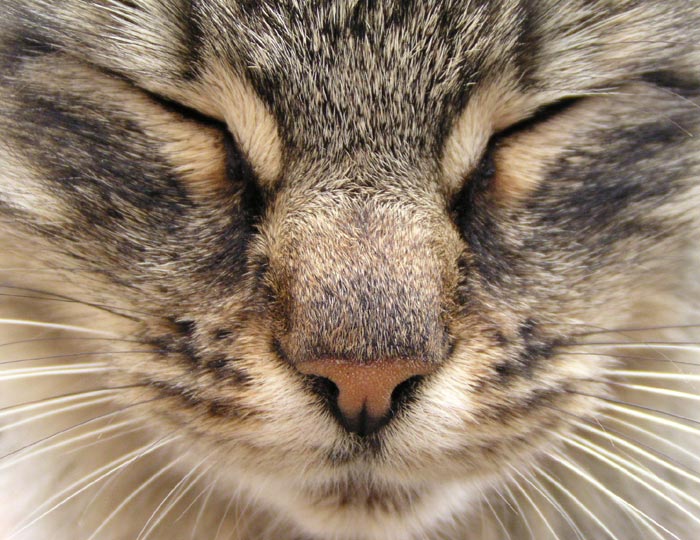 Nedělní siesta