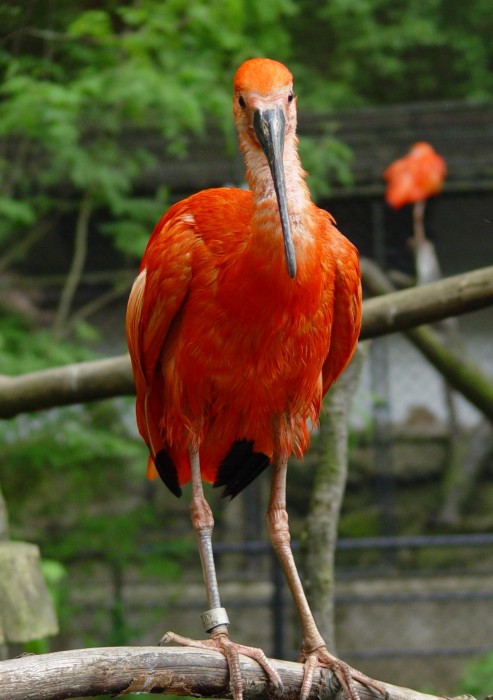 Ibis
