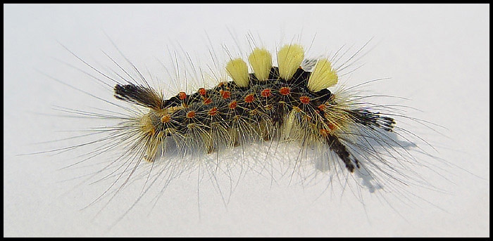 Orgyia antiqua
