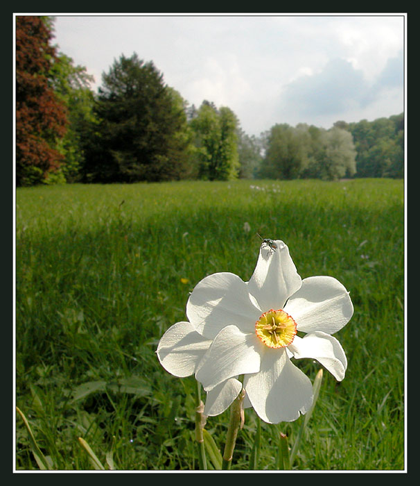 velký svět malého brouka II    ....  ;o)