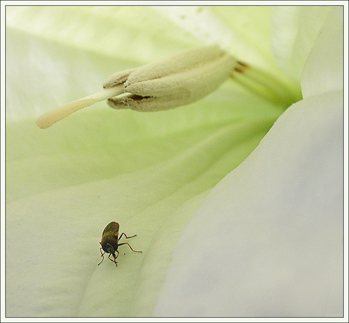 velký svět malého brouka III    ....  ;o)