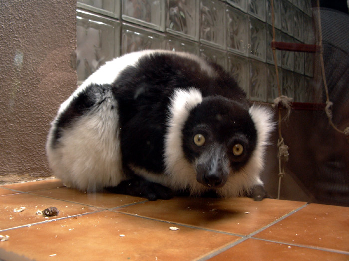 Lemur s vykulenýma očima