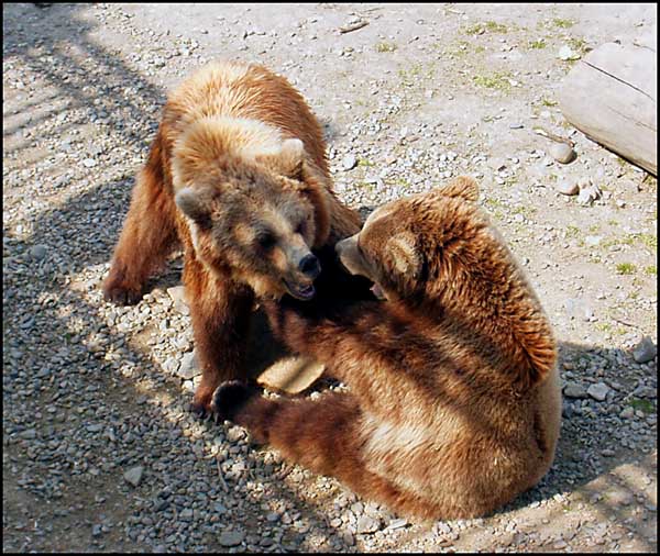 ...pane pojďte si hrát...