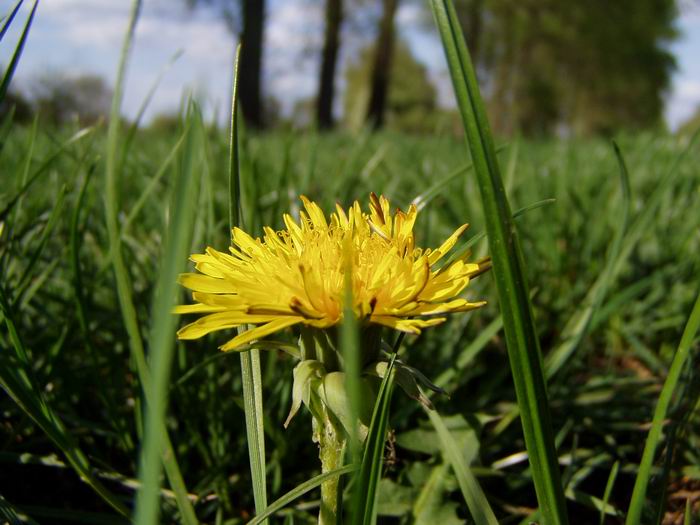 Na 1. máje, půda úrodná je...