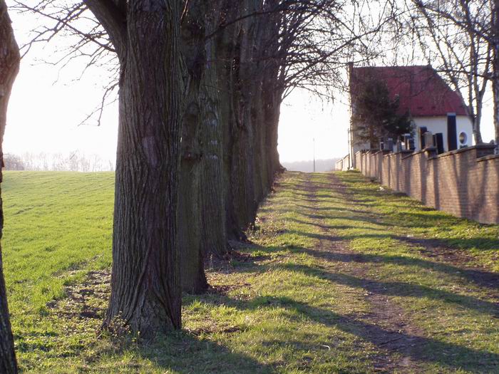 Stromořadí u hřbitova
