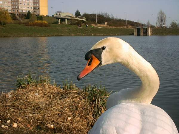 Cygnus olor