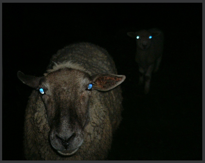 ... " Modrá noční hypnóza " ...