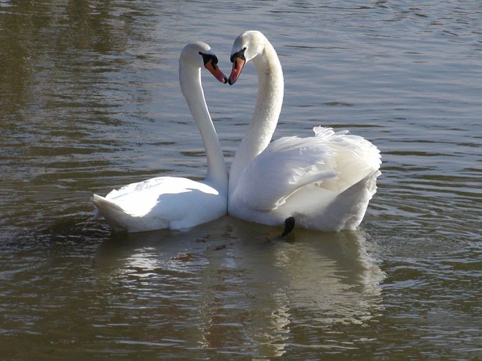 zamilované labutě