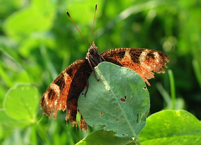 Motyl po rvacce