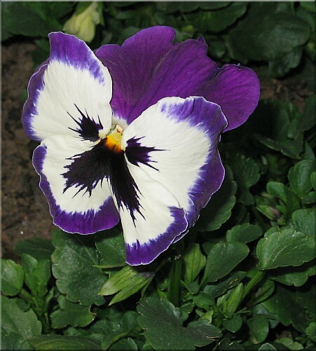 Maceška