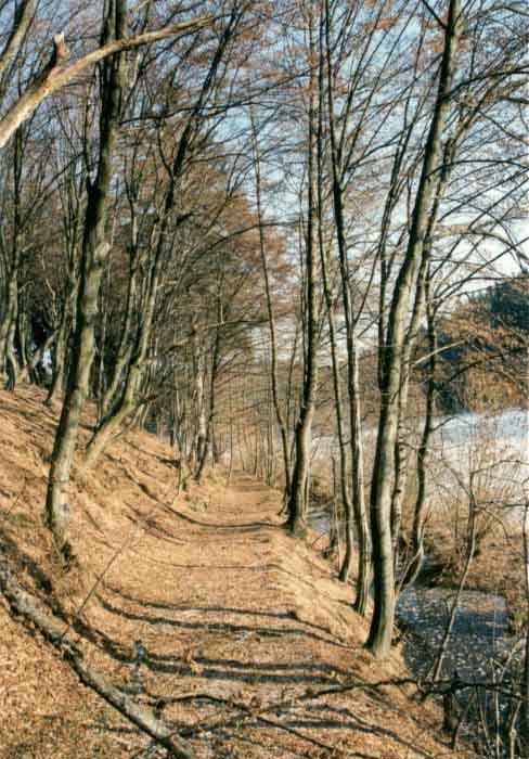 Cesta