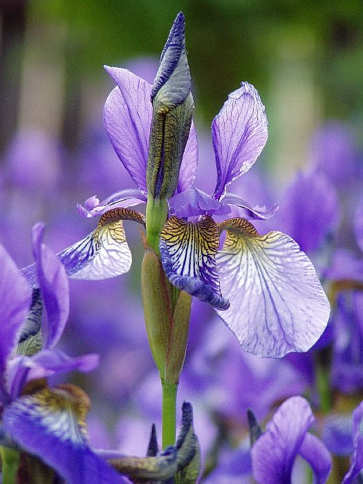 Iris