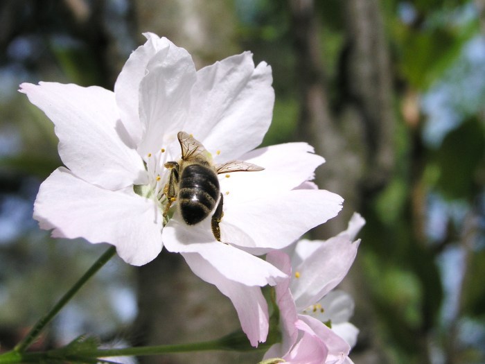 Včela v květu sakury