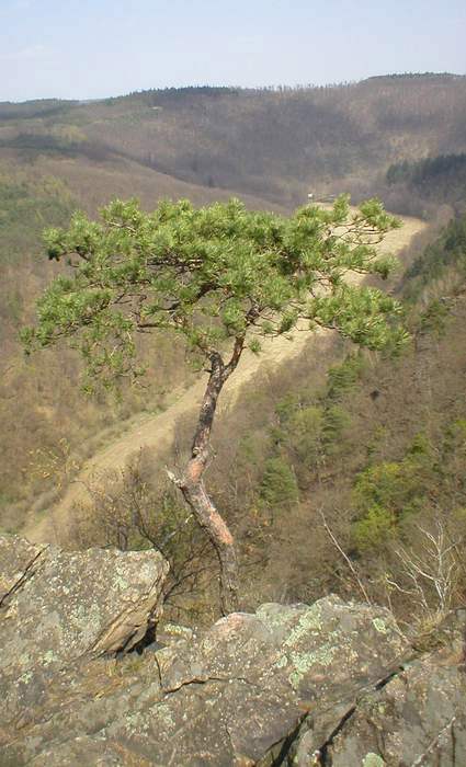 Samotář