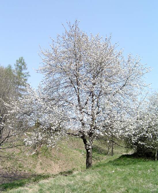 Stromeček