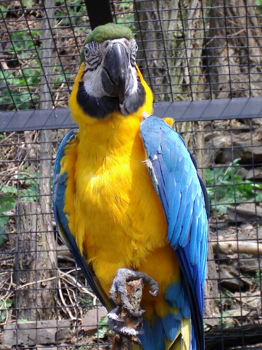 Ararauna