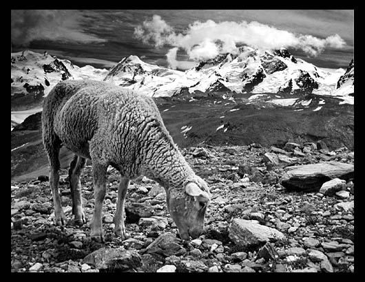 Ovce na cestě k Matterhornu