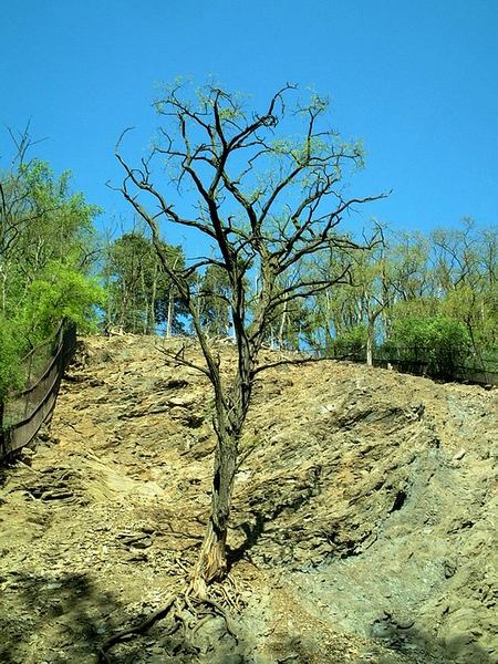 Sejdeme se pod frňákovníkem ...