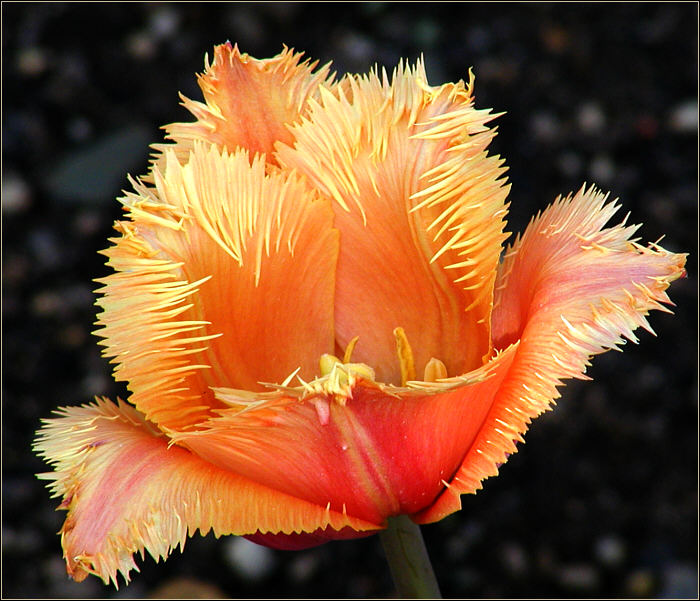 Tulipán třepenitý