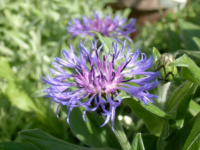 ...a dalsia flora...