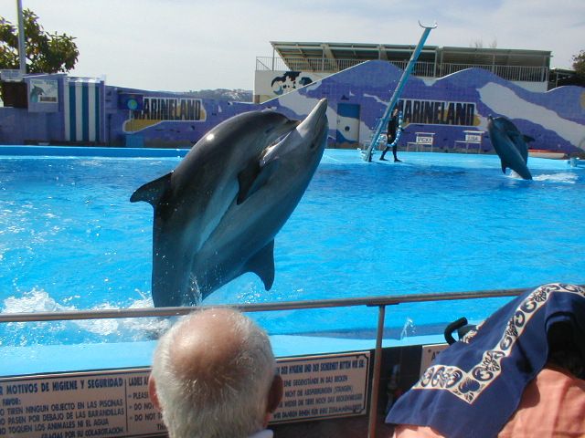 Delfíní show v Marinelandu na Mallorce