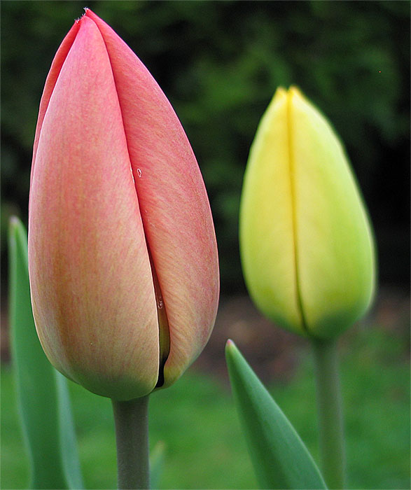 Tulipany.