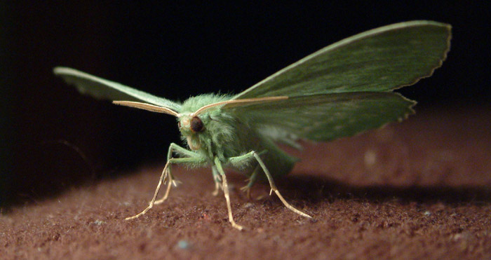 Apache prave pristal