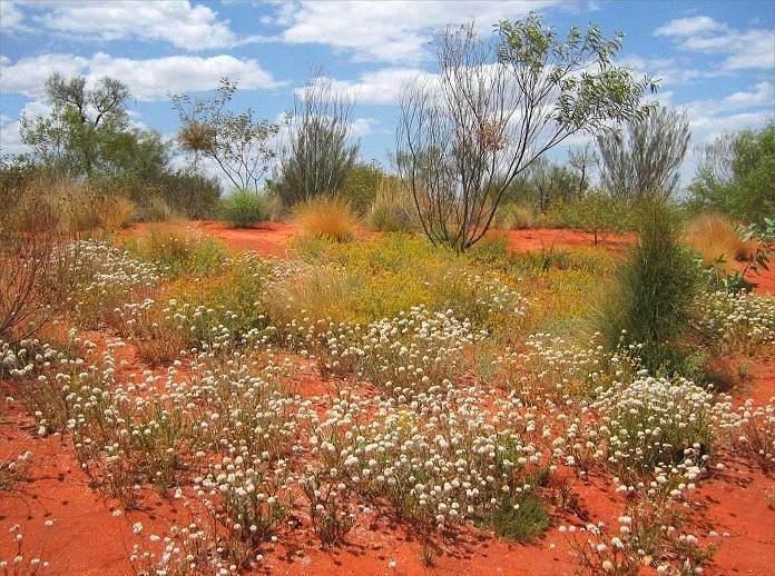 Z pohádkového OZ - Outback