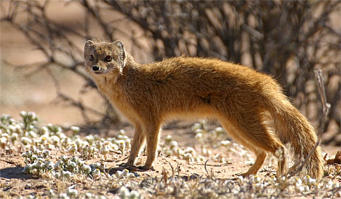Mangusta liščí