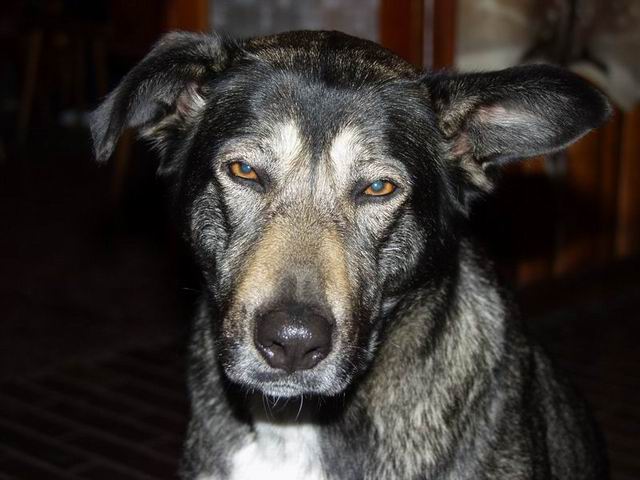 Greywolf :o)