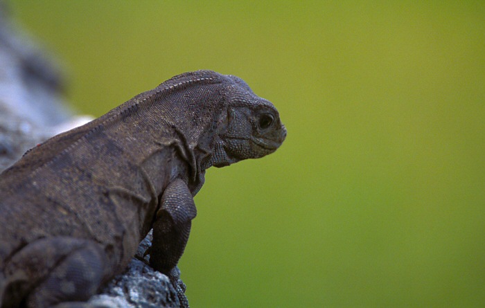 Iguana