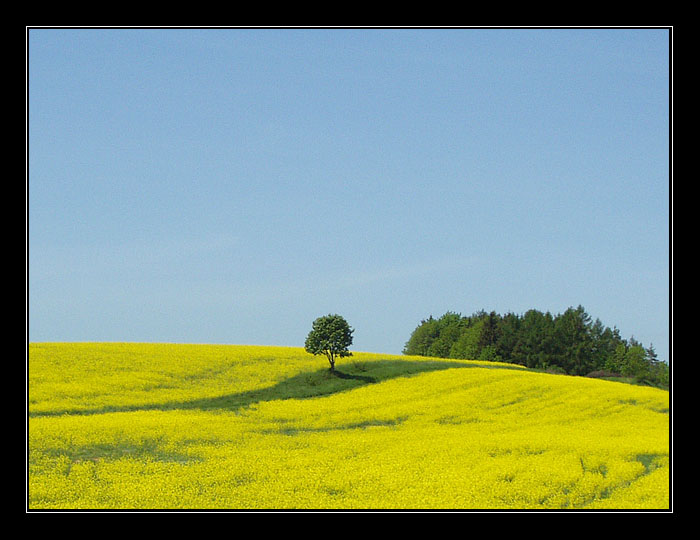 Žlutá