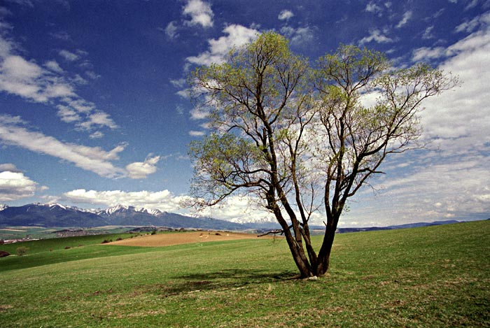 STROMOVKA