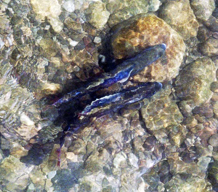 sladké výšiny