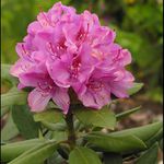 Rododendron