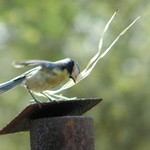 tady mám hnízdo já