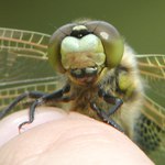 kukuč