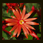 červená na odreagovaní