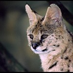 Serval, ZOO Liberec