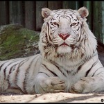 bílý tygr - ZOO Liberec