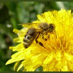 Prvomájová včelička...