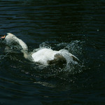 Jak labuť plave ouško