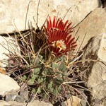 Gymnocactus uncinatus