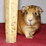 Číhající morče...