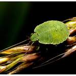Plostice